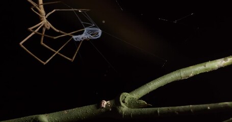 Wall Mural - Net Casting Spider moving vigorously to spread its net and moved away