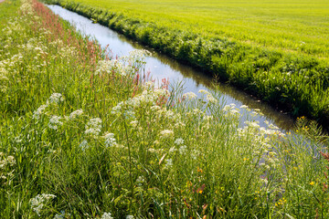 Wall Mural - Cow parsley, sorrel and other wild plants and flowers along a ditch in a polder landscape in the Dutch province of North Brabant. It is a sunny day at the beginning of the spring season.