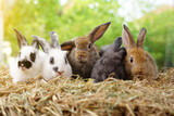 Fototapeta Zwierzęta - Five small adorable rabbits, baby fluffy rabbits sitting on dry straw,green nature background.bunny pet animal farm concept