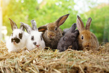 Five Small Adorable Rabbits, Baby Fluffy Rabbits Sitting On Dry Straw,green Nature Background.bunny Pet Animal Farm Concept