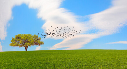 Poster - Beautiful landscape with silhouette of birds flying over lone tree