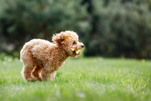 Brown Crazy Poodle Puppy Fast Running On The Grass. The Little Dog Biting A Rubber Toy And Starts Race. Furious Puppy And Funny Photo