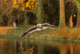 Fototapeta Londyn - the bird flies over the park