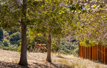 Young Deer Walking In The Small Neighborhood Park In Belmont, San Mateo County, California