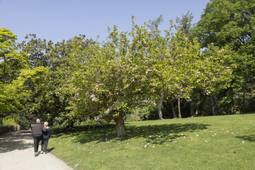 Wall Mural - Magnolia en fleur au Parc du Thabor à Rennes