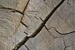 Wood of an old weathered oak with cracks and annual rings