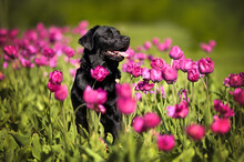 Happy Labrador Dog Sitting In A Field Of Purple Tulips In Spring