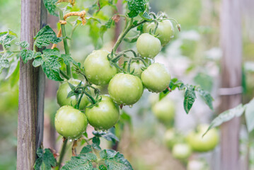 Sticker - Bunch of tomatoes on a plant during ripening. Outdoors.	