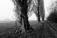Country Path And Foggy Morning In The French Gatinais Regional Nature Park