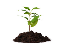 Young Plant And Pile Of Fertile Soil. Isolated On White Background. Gardening Time