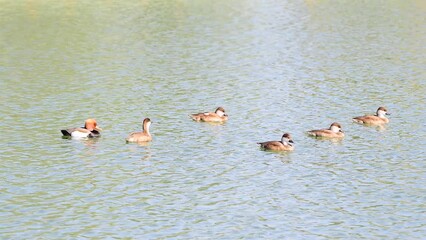 Wall Mural - 4K footage real time of ducks swimming in a pond