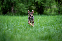Mixed Breed Happy Dog Runing Towards In The Grass