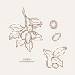 Hand drawn shea collection. Botanical design for organic cosmetics, medicine