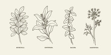 Line Art Medicinal And Essential Oil Plants. Moringa, Ravensara, Bacopa, Asafoetida