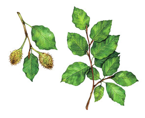 Watercolor European beech or common beech branch and fruits. Fagus sylvatica isolated on white background. Hand drawn painting plant illustration.