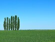 Agricultural wheat green field against clear sky and poplar trees on horizon at sunny summer day. Green grass and blue sky.