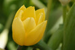 yellow tulip in spring