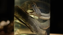 Specimen Of Snake Preserved In Solution Formaldehyde On Dark Background. Glass Jar With Poisonous Dead Snake.	