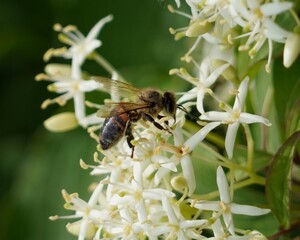 Sticker - bee on a flower