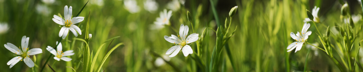 Beautifully blooming field wild white flowers background. Abstract long spring panoramic banner with flowers macro close up. Healthy nature concept.