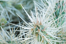 Sharp White Needles Of Cylindropuntia Echinocarpa Close Up. Tree Cactus In The Youngest Alpine Botanical Garden Eze, France Blurred.