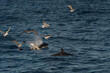 Orca vor der Küste Norwegens (Vesteralen)