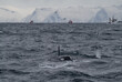 Orca vor der Küste Norwegens (Vesteralen)
