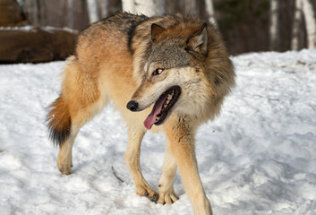  Grey Wolf (Canis lupus) Turns While Walking By Mouth Open Winter