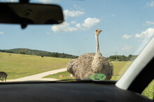 Driving In Safari While Wild Ostrich Approach Window In Madrid