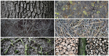 Wall Mural - Set of natural wooden textures. Nature objects close-up: trunk, bark, roots, tree branches and firewood, stone and grass. Collection of panoramic backgrounds for design.