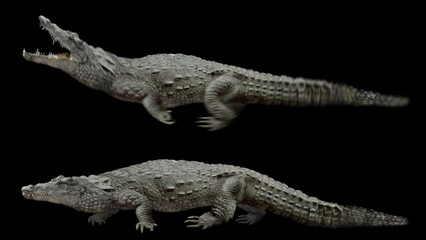 Wall Mural - Set of crocodile realistic animation. Isolated animal video including alpha channel allows to add background in post-production. Element for visual effects.