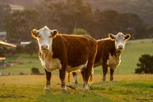 Cows And Cattle Grazing In Australia	
