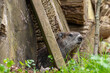 Groundhog poking its head out of burrow in woodpile