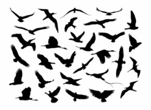 Bird Silhouette Vector Collection Set