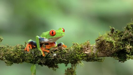 Wall Mural - a red-eyed tree frog sitting on a branch walks out of the frame at sarapiqui in costa rica