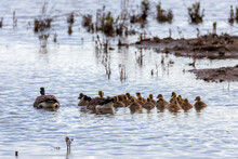 Canada Geese (Branta Canadensis). Goslings On The Shores Of Lake Michigan