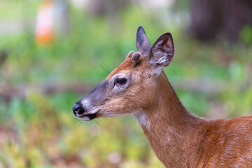 Poster - Young white tailed deer with growing antlers in velvet. Natural scene from Wisconsin.