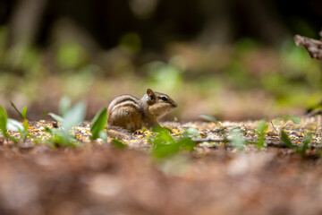 Canvas Print - The  (Tamias striatus) is  small, striped rodent  found in North America.