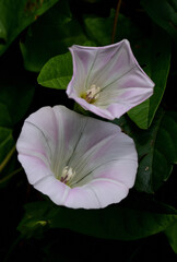 Wall Mural - Close up bindweed flowers