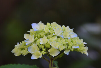 Wall Mural - Close up hydrangea flowers