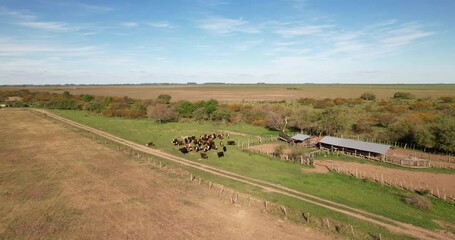 Wall Mural - Aerial view of a farm with a stable of cows, the cattle are waiting to be vaccinated. the cows are loose. a beautiful day with blue sky.
