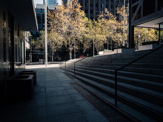 Wall Mural - Staircase and trees