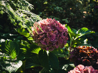 Sticker - Hydrangea flower