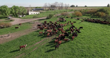 Wall Mural - .the cattle are waiting to be vaccinated. the cows are loose. a beautiful day with blue sky.