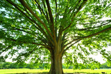 Fototapeta  - 緑の大きな木と太陽の光条