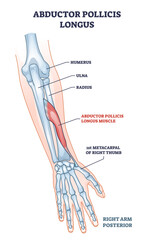 Wall Mural - Abductor pollicis longus muscle with hand or arm skeleton outline diagram. Labeled educational scheme with medical humerus, ulna, radius or metacarpal of right thumb bones location vector illustration