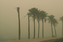 Photo Of Sandstorm In Iraq