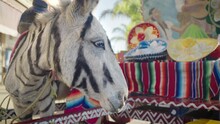 Slow-motion Close Up Of A Zonkey (donkey/zebra) Downtown Tijuana Mexico