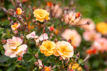 Decorative Rose Bushes In The Garden. Multicolored Blooming Roses.