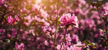 Small Pink Flowers In Sunlight, Close-up, Selective Focus. Flowering Shrub. Abstract Spring Natural Background.